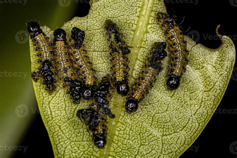 Leaf Beetle Larvae 11627567 Stock Photo at Vecteezy