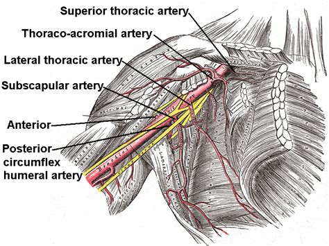 Subscapular artery - Wikipedia