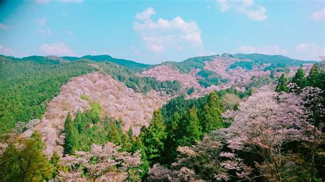 Mount Yoshino Cherry Blossoms - Japan Web Magazine