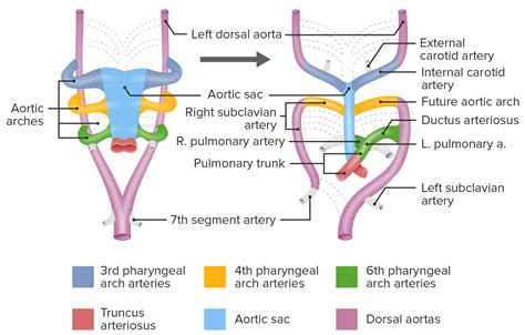 Cardiovascular Embryology – Online Medical Course | Lecturio