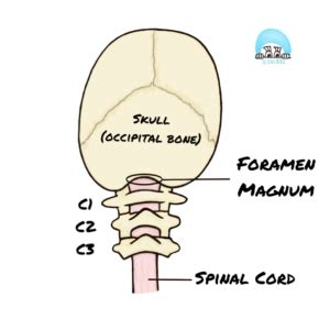 Fact 27 - Foramen Magnum: an important hole! - The Scrub Nurse