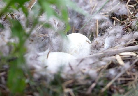 Barnacle Goose Nest with Eggs, Selective Focus Stock Image - Image of ...