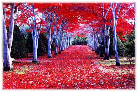 Red forest in a wonderful Autumn season -. Beautiful Nature Landscapes ...