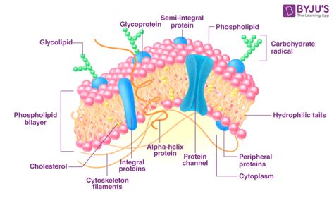 The Plasma Membrane - An Overview, Facts and its Importance