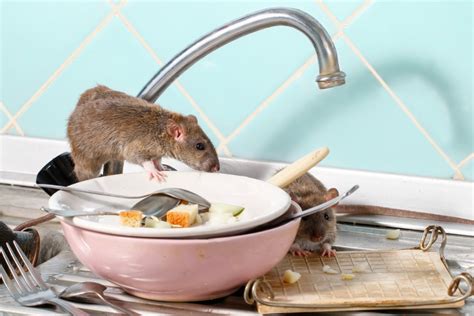 Let's check out the 8 top cleaning tips to avoid attracting mice!