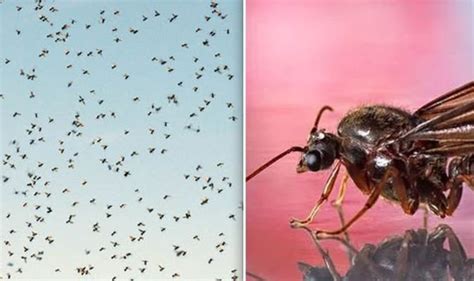 Flying ants swarm: When do flying ants come out in the UK? | UK | News ...