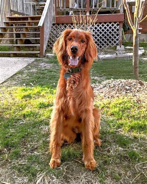 11 Unique Irish Setter Mixes You'll Love (With Pictures)