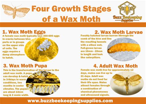 Wax Moths | Buzz Beekeeping Supplies