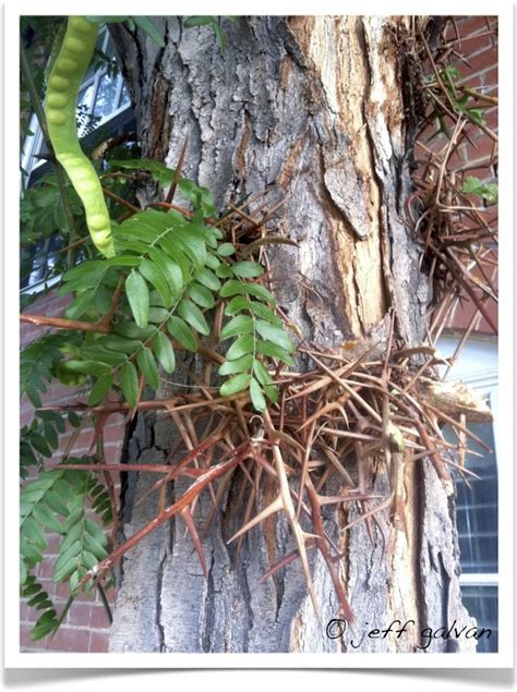 Honeylocust Tree Identification || Identifying Gleditsia triacanthos