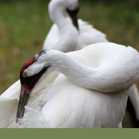 Whooping Crane - White Oak Conservation