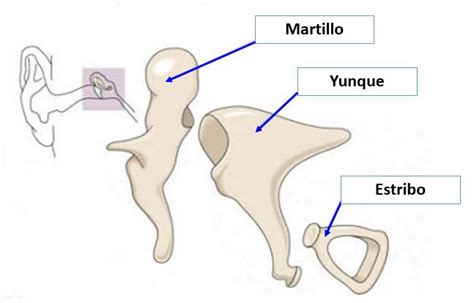 Huesos del oído | Dolopedia