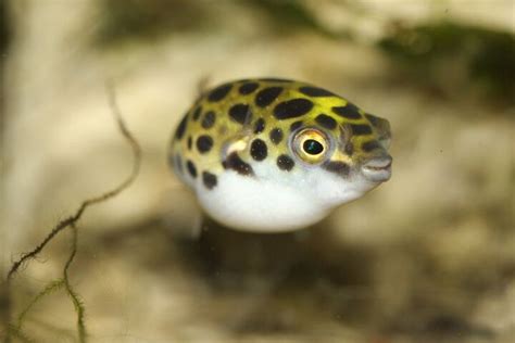 Puffer Fish Breed Information and Pictures - PetGuide | PetGuide