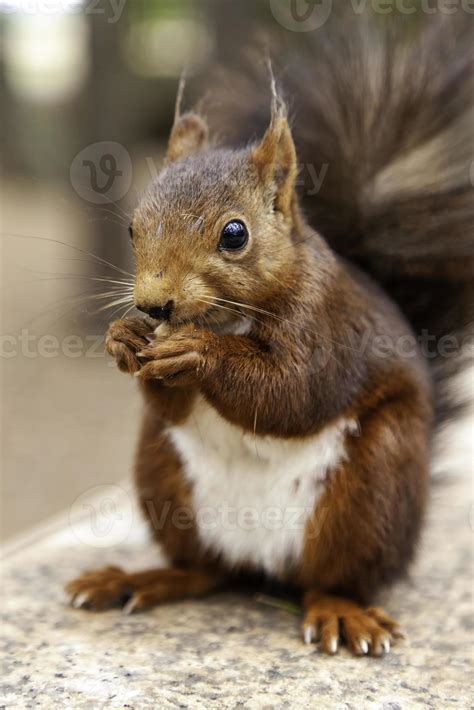 Feeding a squirrel 8921024 Stock Photo at Vecteezy