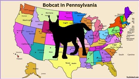 Bobcat In Pennsylvania: Everything You Need To Know