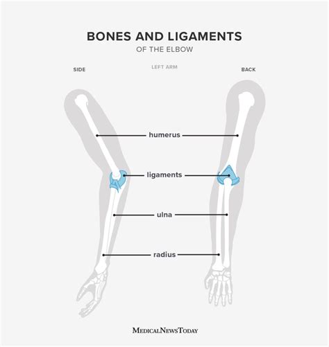 Elbow joint: Pain, joint type, anatomy, and more