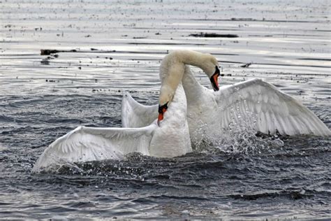 male swans fighting to the death | earthstar