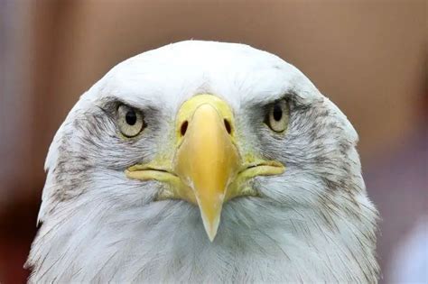 Bald Eagles in Michigan: Facts & Where to See Them