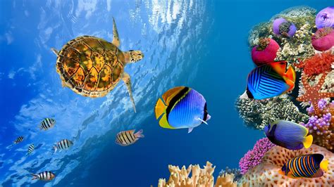 Real Coral Reef 4K Wallpapers - Top Free Real Coral Reef 4K Backgrounds ...