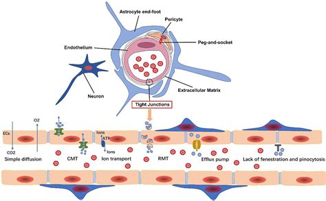 Effect of Blood Brain Barrier - MEDizzy