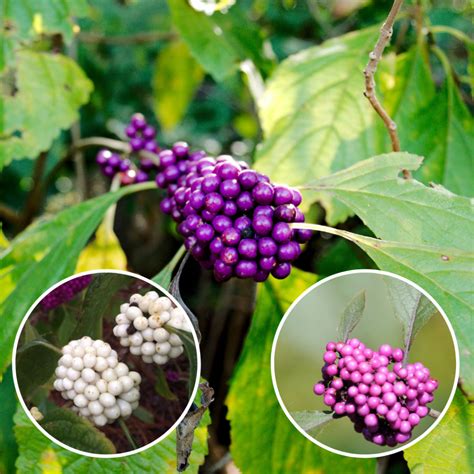 Plants at Their Peak: Bountiful Beautyberry! - UF/IFAS Extension ...