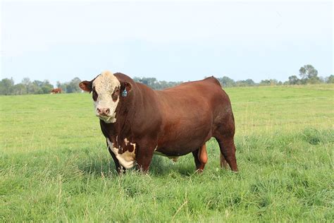 Bull Management After the Breeding Season | Bovine Veterinarian