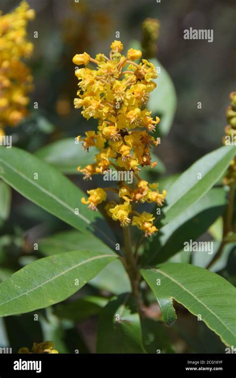 Cerrado flowers flora central Brazil state of Goias Chapada dos ...