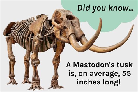 Indiana’s State Fossil: The American Mastodon - WonderLab