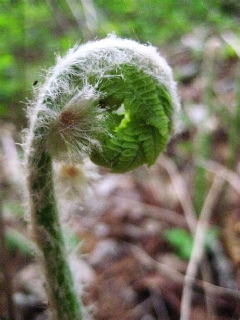 Walk Invisible: Looking for Fern Seed - Anita Sanchez