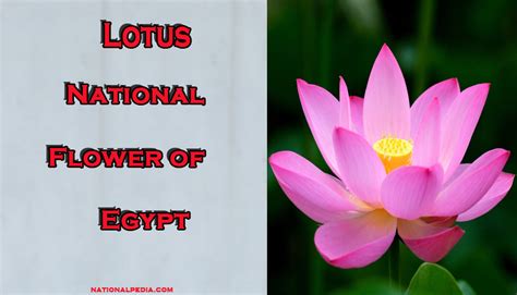 What Is The Meaning Of Lotus Flower In Egypt | Best Flower Site