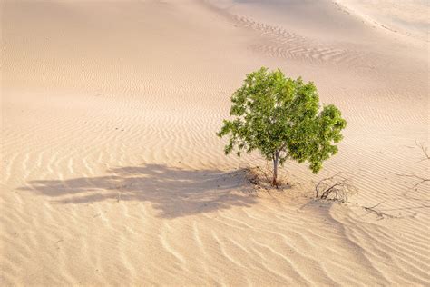 12 Trees That Can Grow In The Desert (And How They Do It) - Tree Journey