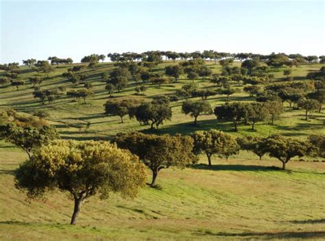 Baixo Alentejo | Correio do Porto