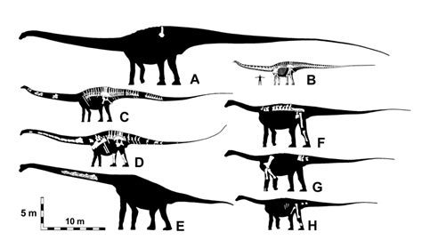 Body size comparison of mega-and super-sauropods. See text for lengths ...