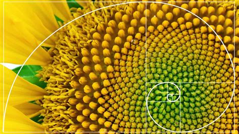 Are All Spirals Fibonacci? Exploring Natures Mathematical Patterns ...