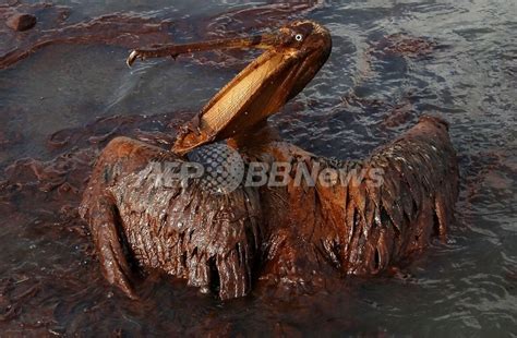 油まみれの鳥たち、メキシコ湾原油流出事故 写真36枚 国際ニュース：AFPBB News