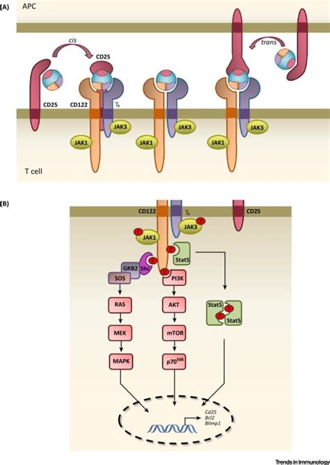 Interleukin-2: Biology, Design and Application: Trends in Immunology