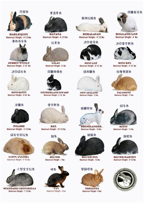 cool chart on rabbit colors | Rabbit breeds, Rabbit farm, Rabbit colors