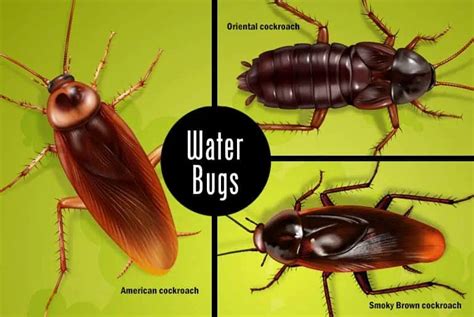 Waterbugs Vs Roaches | How To Tell The Difference - Green Garden Facts