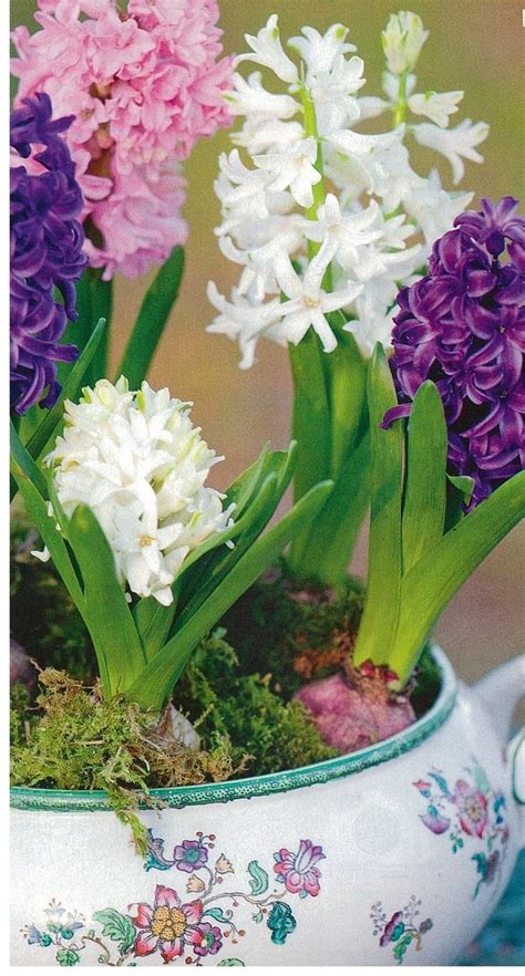 Colorful hyacinths in a beautiful pot | Spring bulbs, Growing tree ...