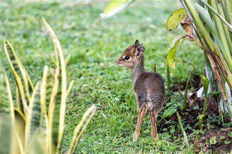 Things You Didn't Know About The Dik Dik: Africa's Cutest Antelope ...