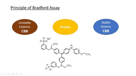 Reagent Bradford How Works