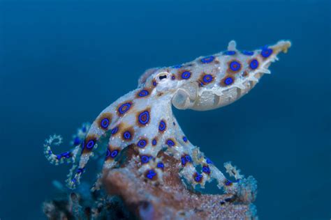 The Blue Ring Octopus | Lembeh Resort