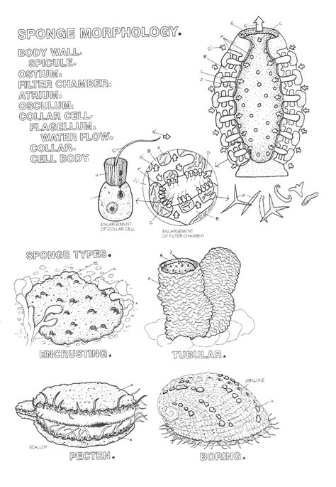 Sponge Anatomy Worksheet Answers | Anatomy Worksheets