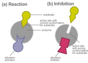 What is the Difference Between Non-Competitive and Allosteric ...