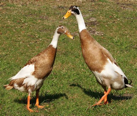 Great Backyard Duck Breeds - The Cape Coop