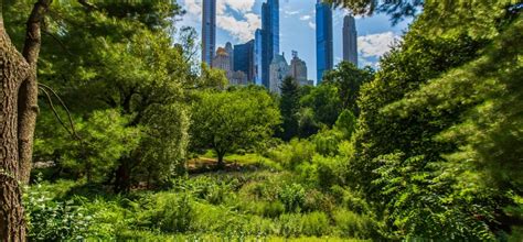 A Need for Trees: How Central Park Cools… | Central Park Conservancy