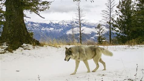 Colorado Voters Are Set To Decide If Wolves Should Be Reintroduced To ...