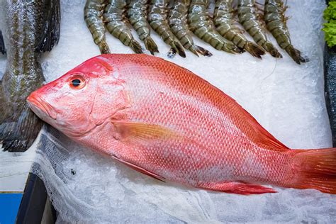 All Fresh Fish: Red Snapper - Whole