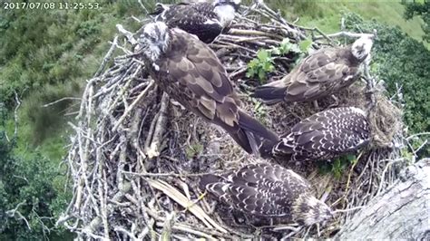 Man found guilty of recklessly disturbing ospreys at Bassenthwaite ...