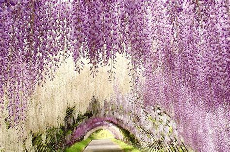 Wisteria Tunnel of Kitakyushu – Unusual Places