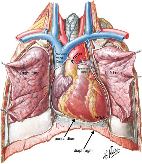 Anatomy of the Human Heart | Thoracic Key